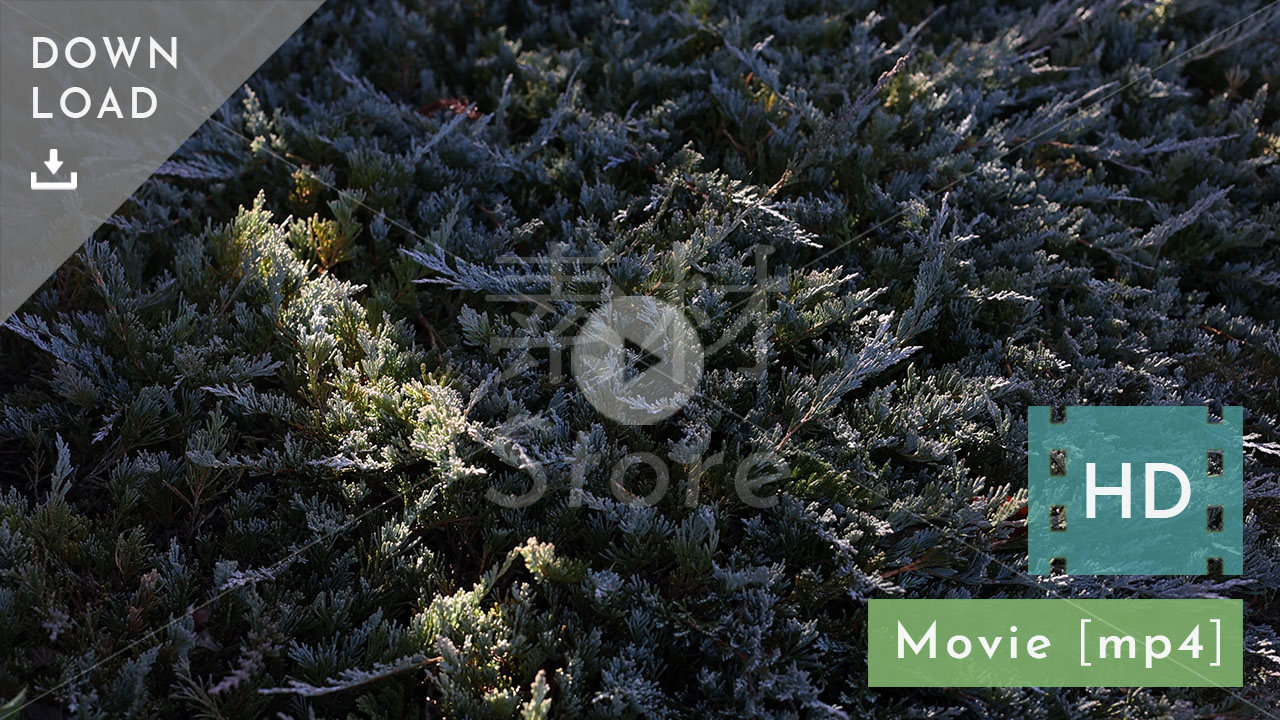 【HD動画素材】冬の光が射す植物 自然風景映像 20秒 音声なし
