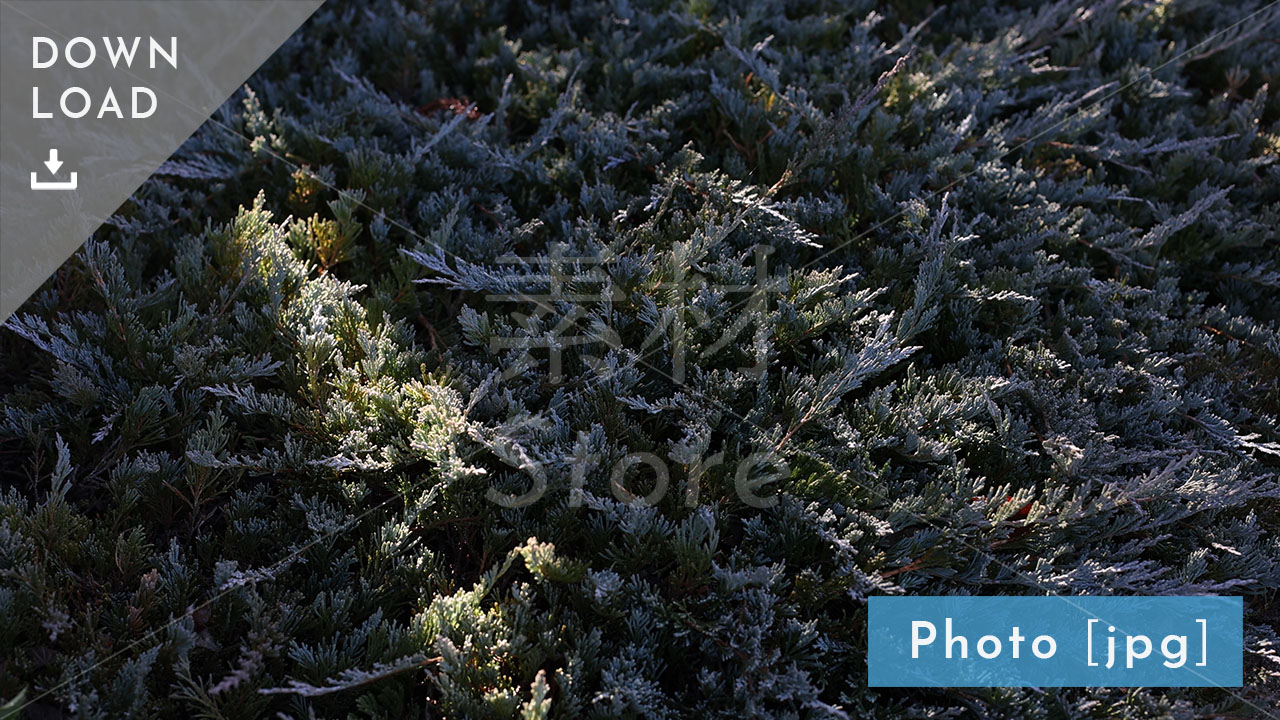 【写真素材】冬の光が射す植物 自然画像（jpeg）