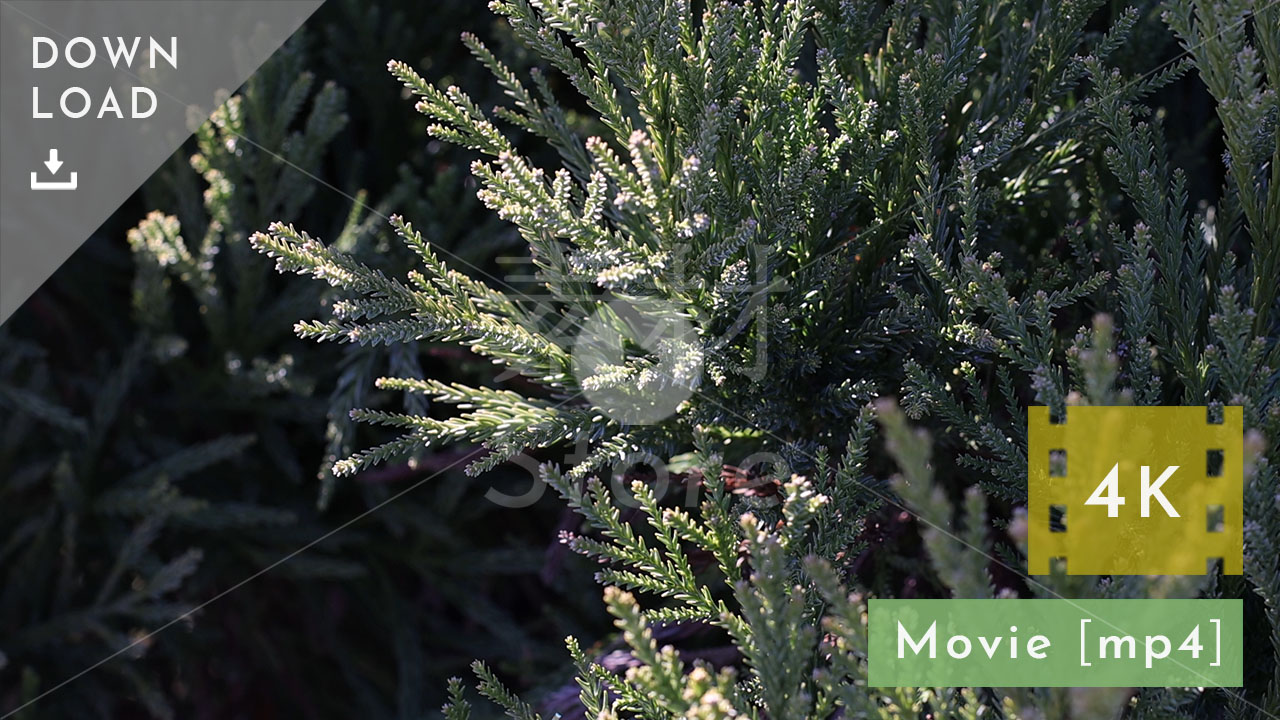 【4K動画素材】冬の光が射す植物 自然風景映像 20秒 音声なし