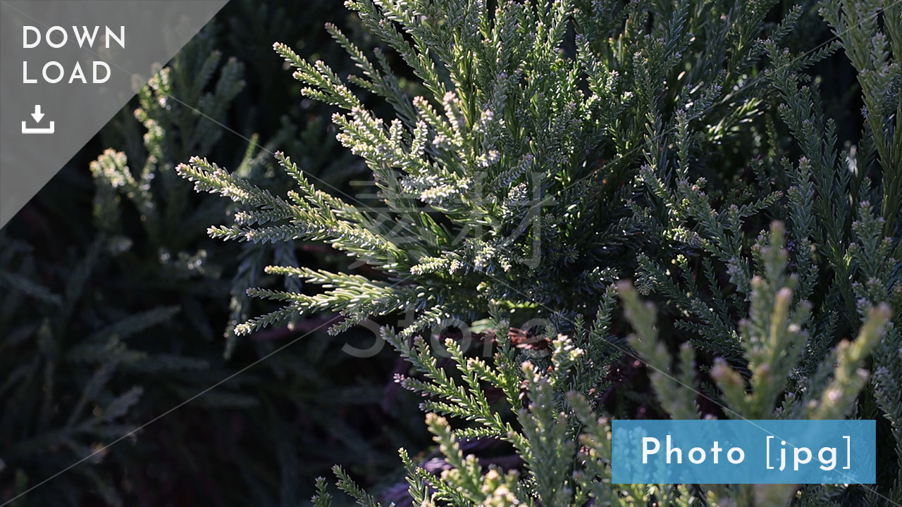 【写真素材】冬の光が射す植物 自然画像（jpeg）